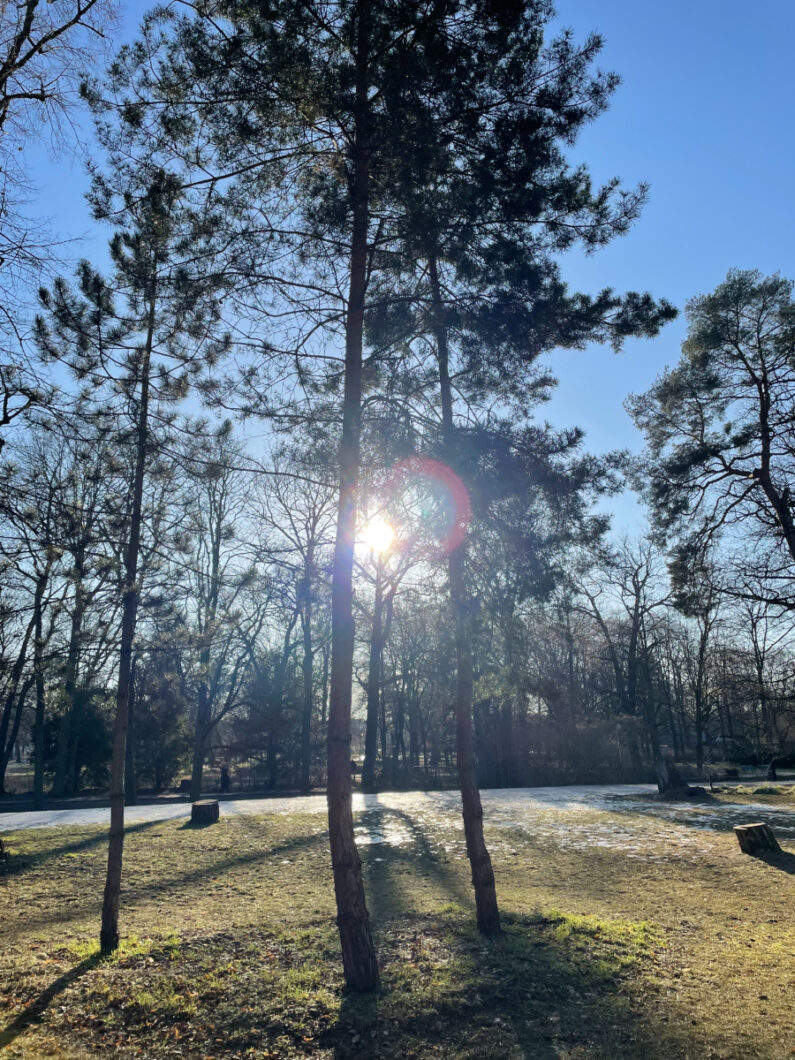 Tu Bischwat: Ein Neuanfang