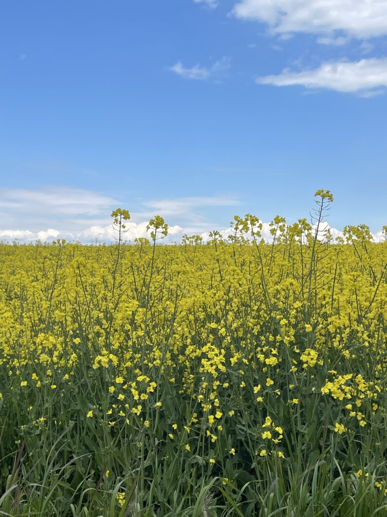 Dänemark im Frühling 2026: Urlaub, der Dritte
